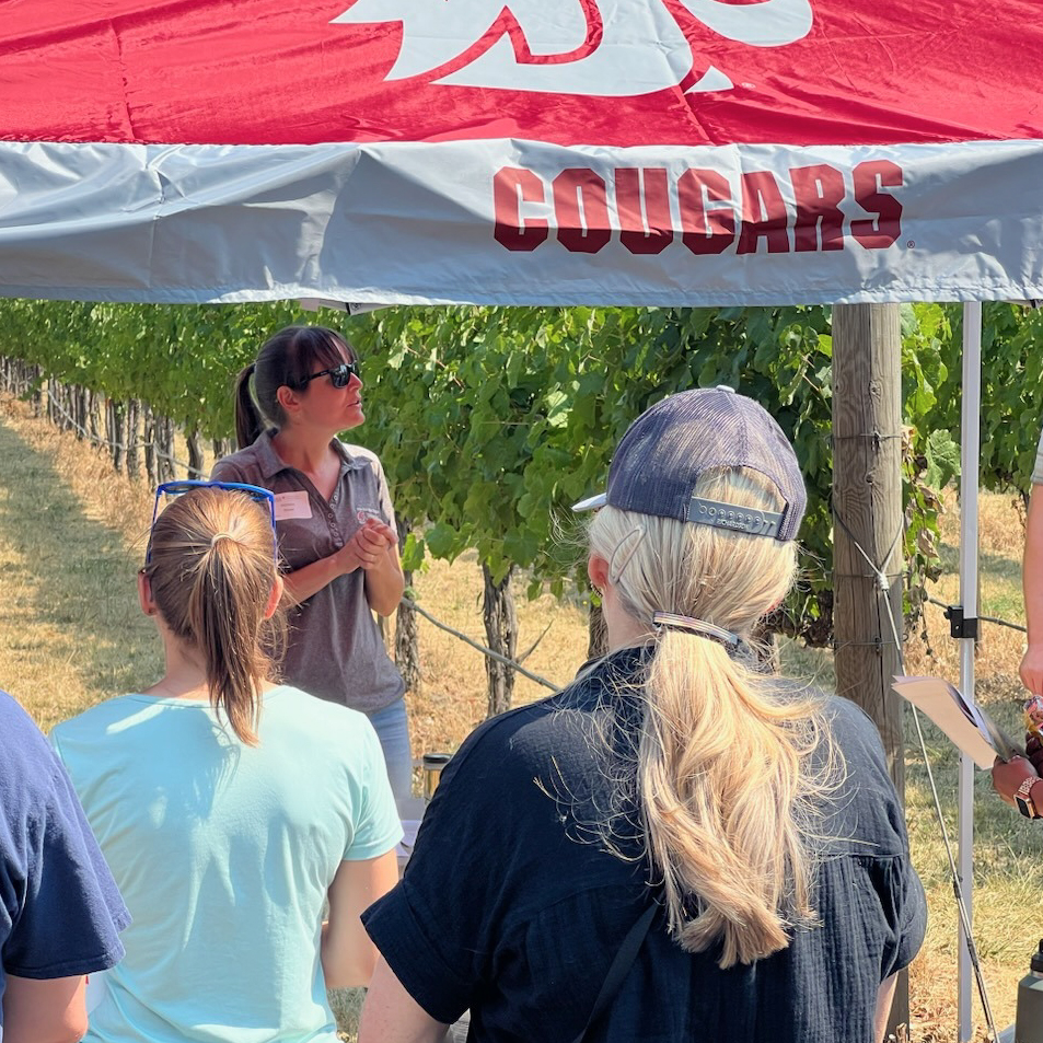 Speaker presents to a group in a grape vineyard under a WSU Cougars canopy.