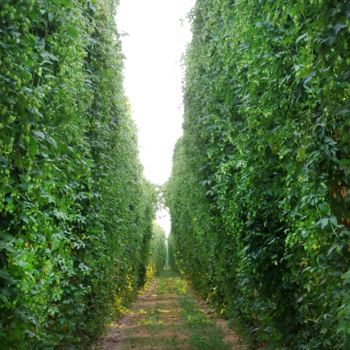 A field corridor between two rows of tall, leafy plants.