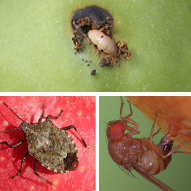Red-eyed fly clinging to a piece of fruit.
