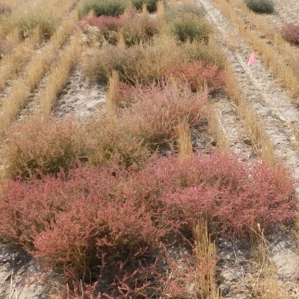 Red, green, and gold prickly weeds in a field.