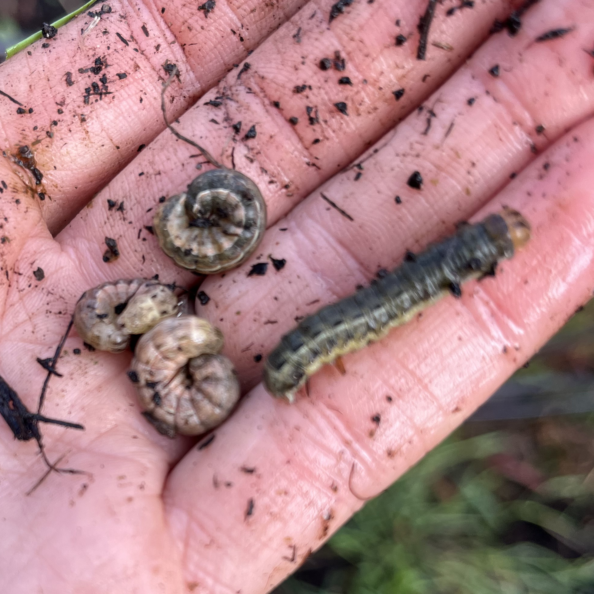 Fat, gray-striped caterpillars on a dirt-covered hand.