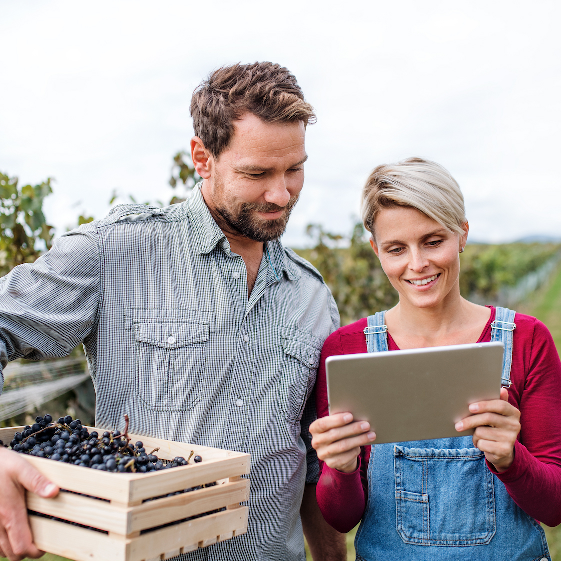 Man and woman looking at a tablet computer in a grape vineyard.