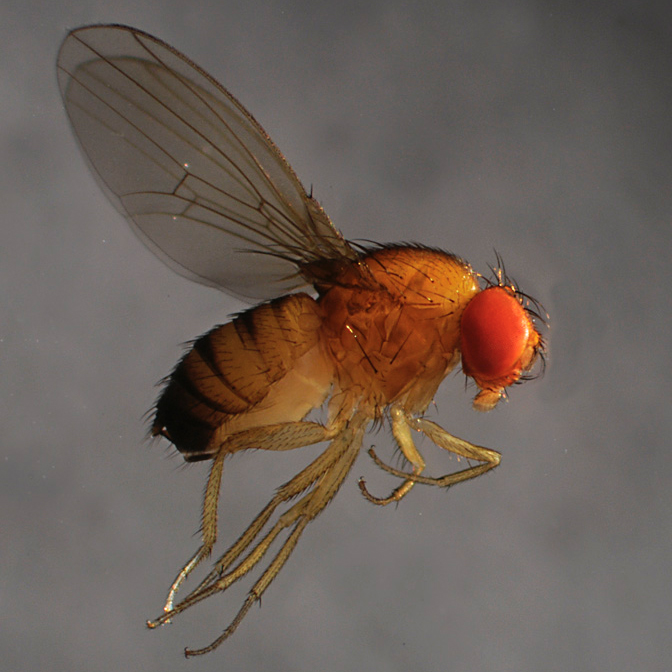 Close-up of a fly with transparent wings and large, red eyes.