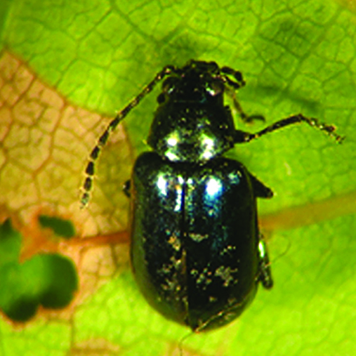 Shiny black beetle on a green and yellow leaf.
