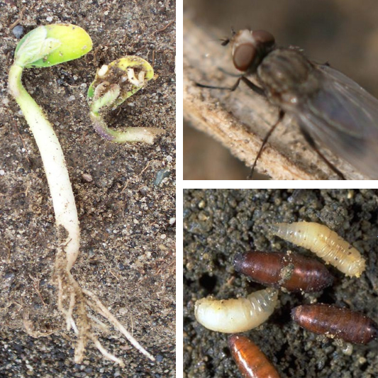 A sprouted seed with tiny worms inside, a fly, and some larvae and pupae.