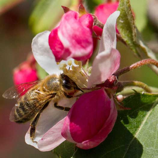 Honey bee on a pink and white flower.