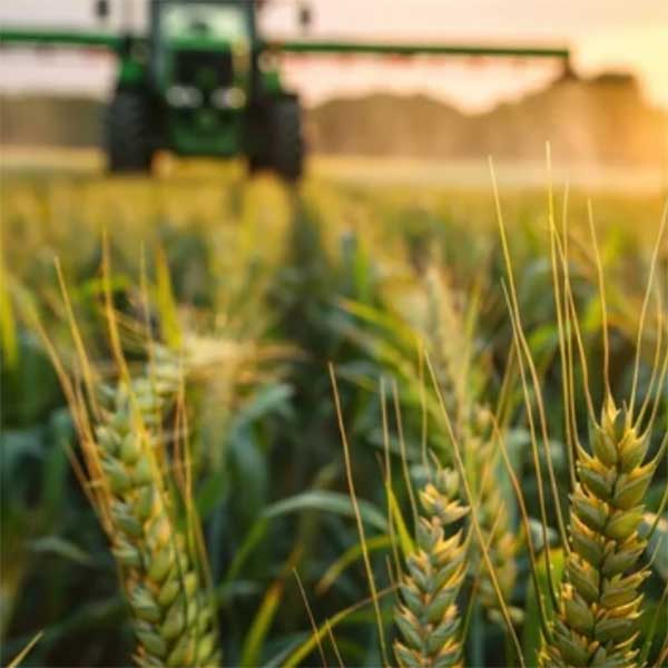 Close-up of a few stalks of wheat with a machine in the background at sunset.