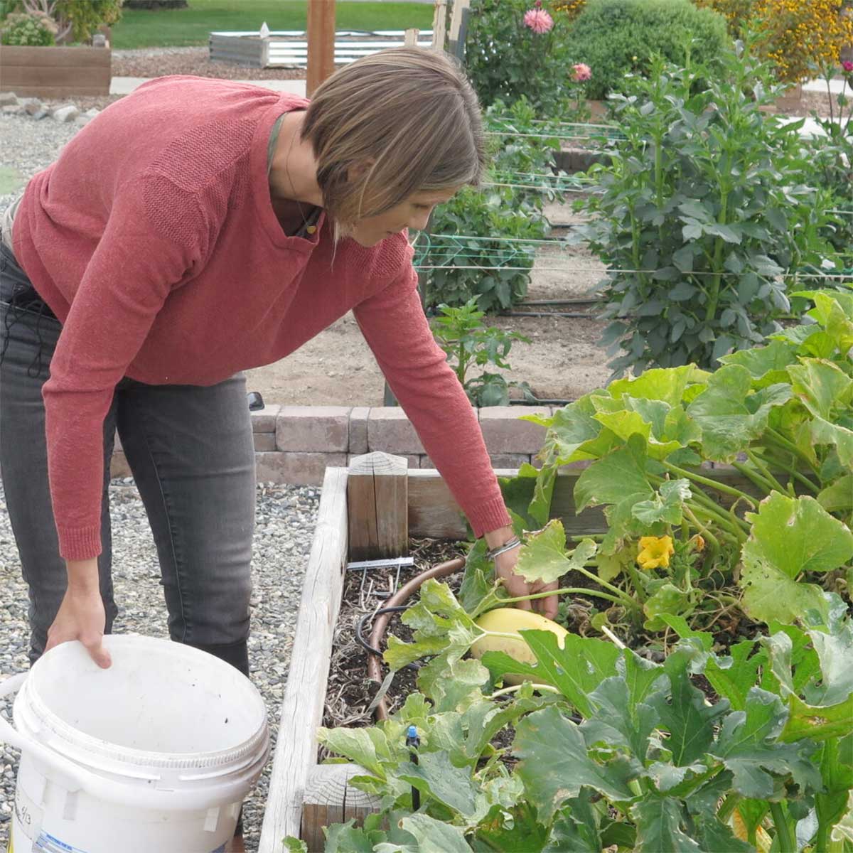 Person with a bucket bending over a squash plant.