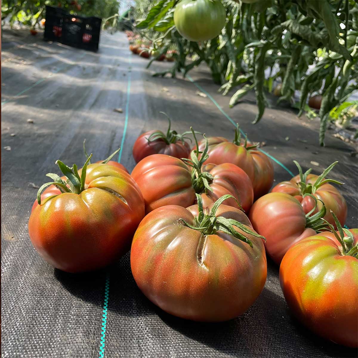 Red-and-yellow tomatoes in a greenhouse setting.
