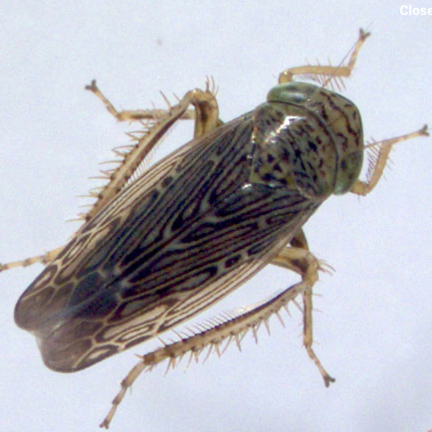 A winged, tan and brown insect.