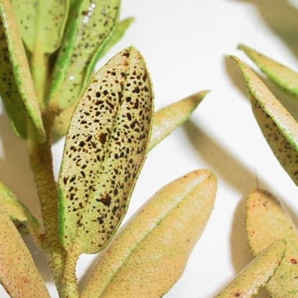 Yellow and green leaves with dark spots on underside.