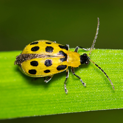 Yellow beetle with dark spots on a green leaf.
