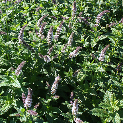 Green leafy plants with elongated light purple flowers.