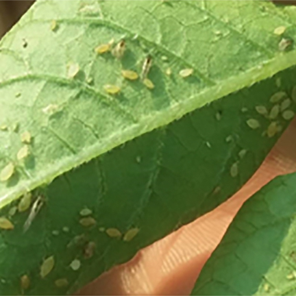 Small yellow-green insects on the underside of a leaf.