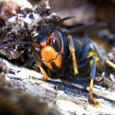 Close-up of a bee-like insect with an orange face and yellow-and-black legs.