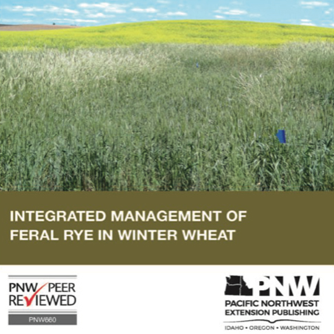 Photo of a weedy wheat field with the title Integrated Management of Feral Rye in Winter Wheat.