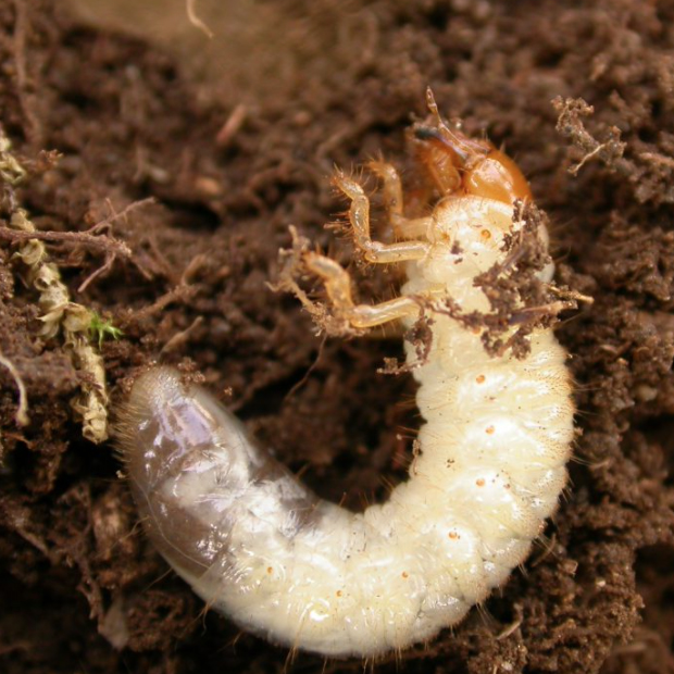 White, C-shaped grub with a caramel-brown head on a bed of soil.