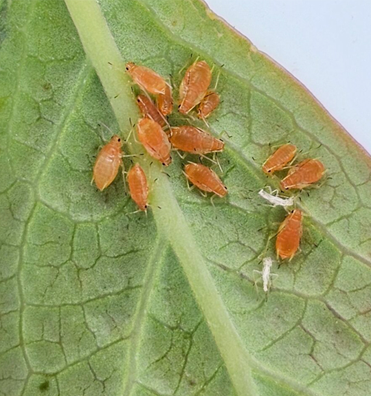 Orange and white insects on a green leaf.