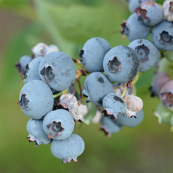 A cluster of blueberries, some normal and some shriveled.