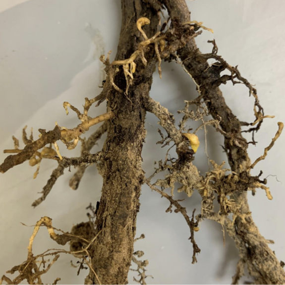 Close-up of a knobby brown root with insects on it.