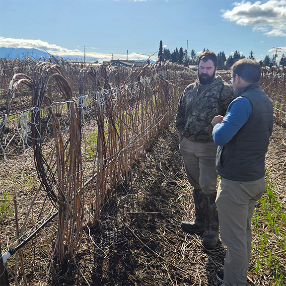 Two people standing in front of a row of dormant raspberry canes.