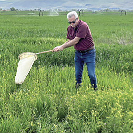 A man in a field of knee-high plants, sweeping a large net into the plants.
