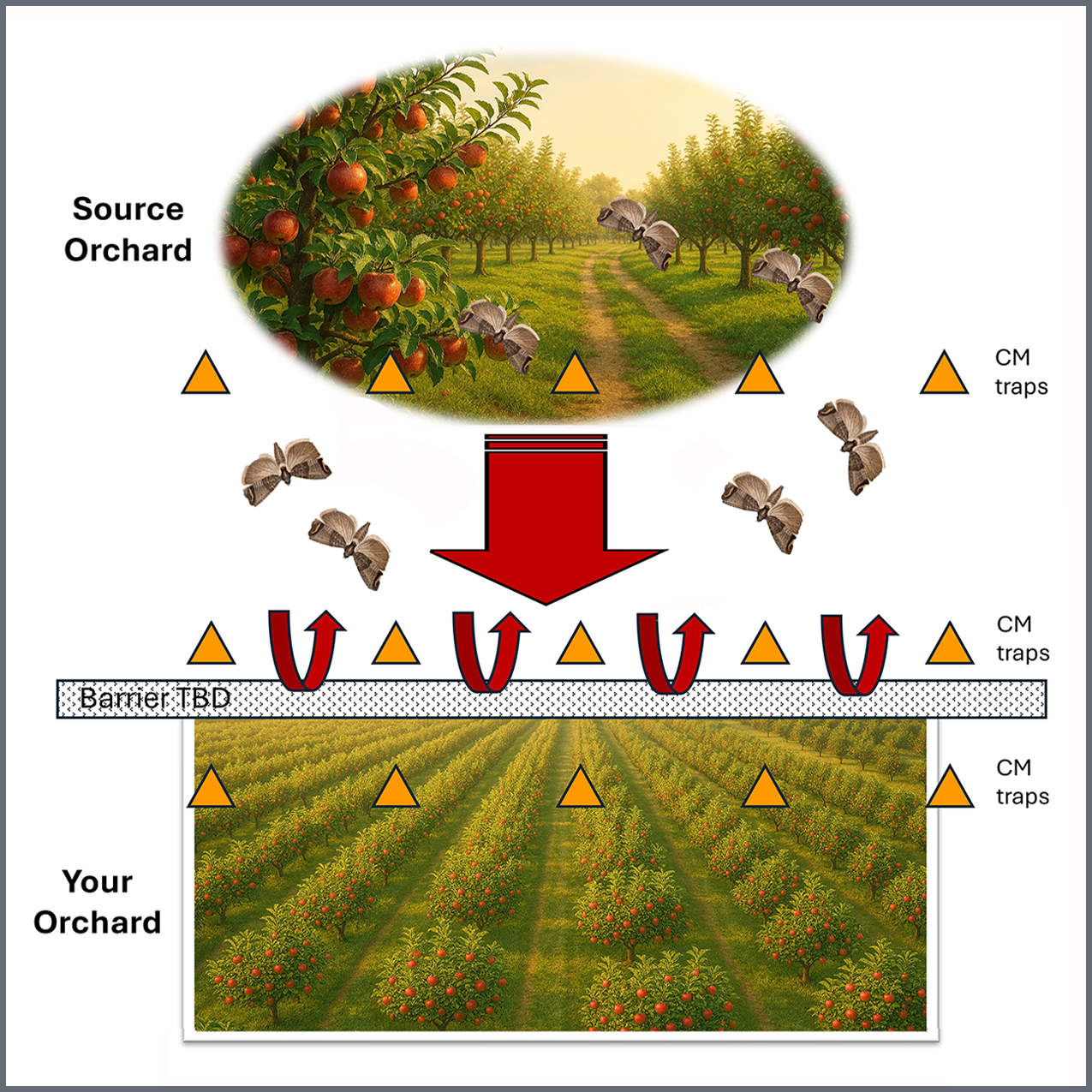 Diagram of two apple orchards, pest moths, and arrows showing deflection of moths.