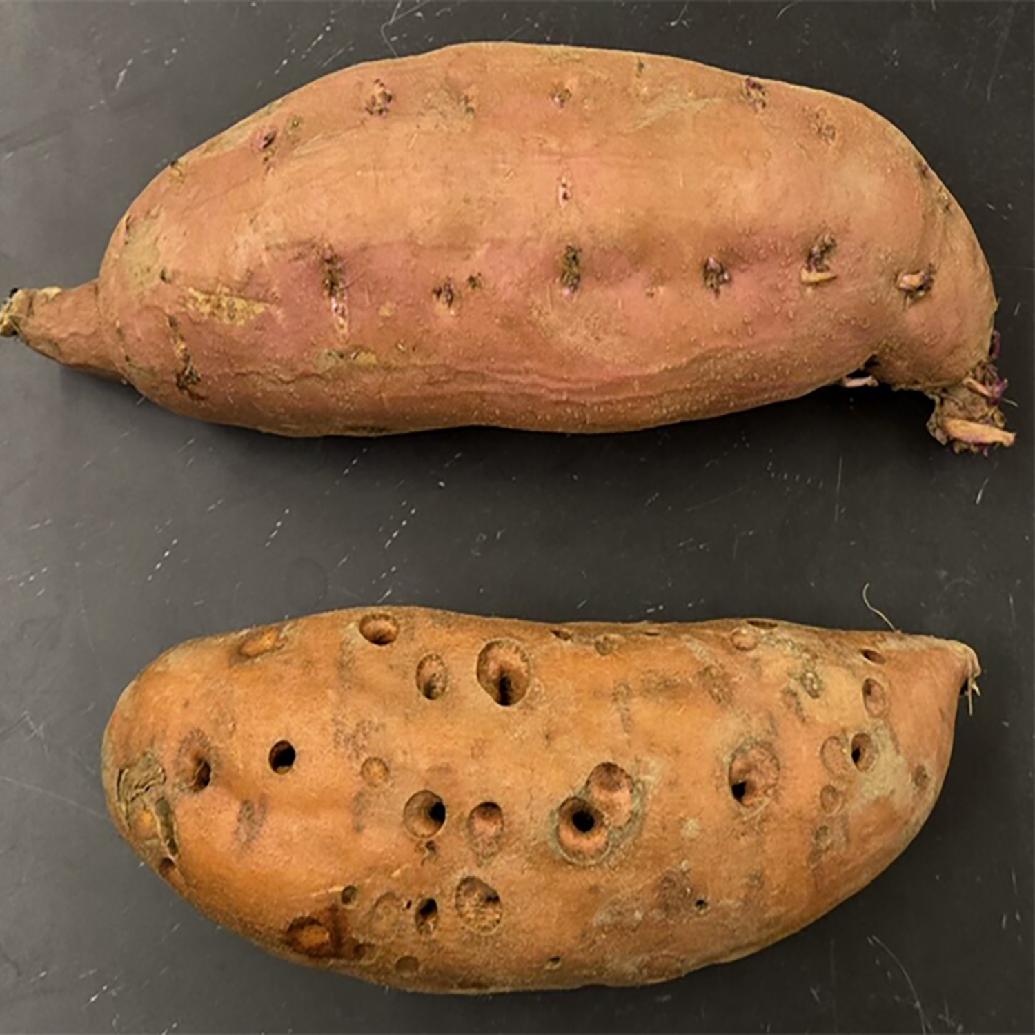 Two bright orange sweetpotatoes, one with many holes in it.