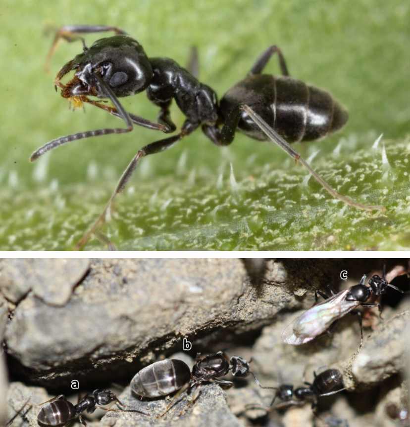 Photo collage showing black ants in various life stages.