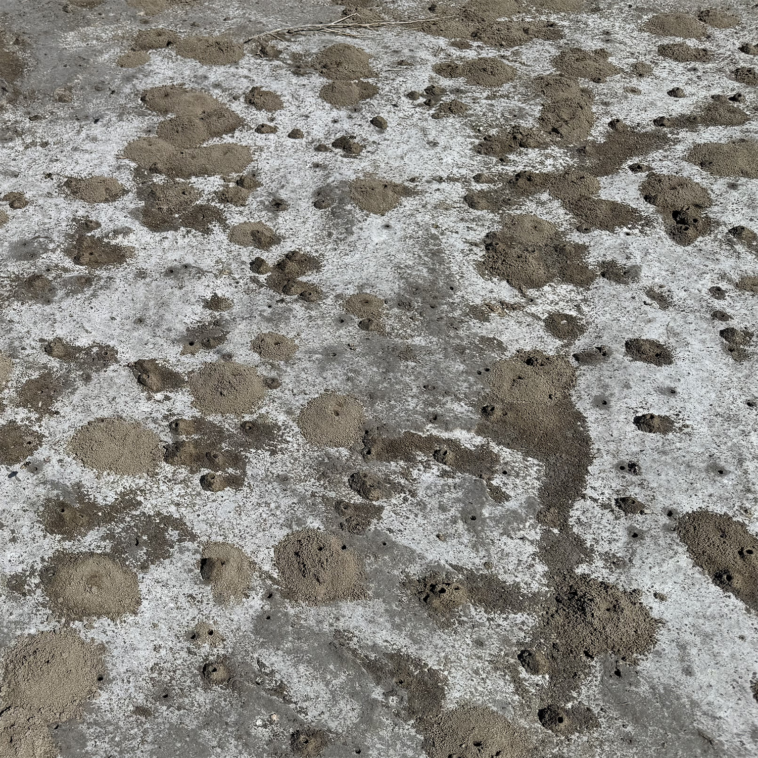 A patch of brown and white dirt with small holes in it.