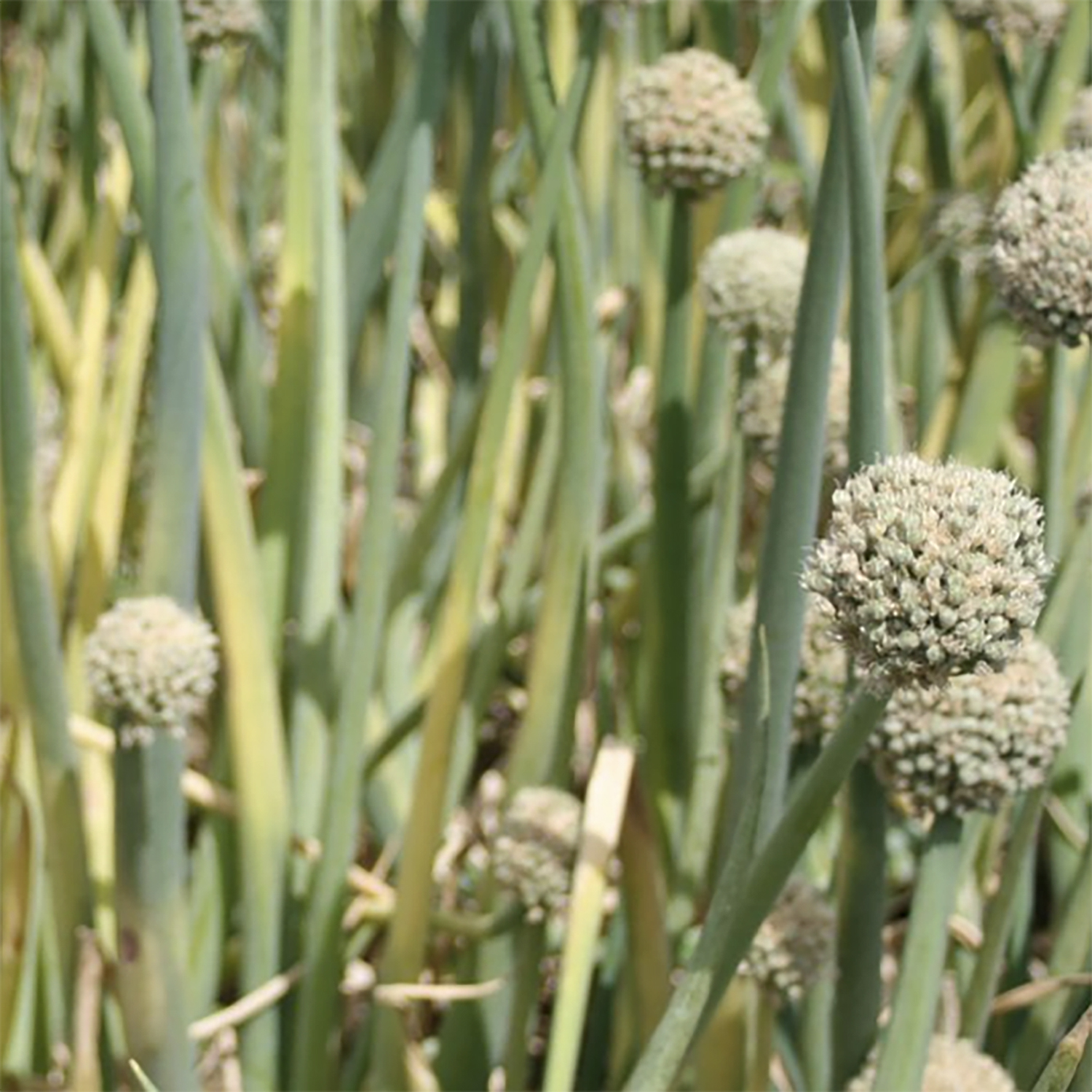 Green and yellowing onion plants with full seedheads.
