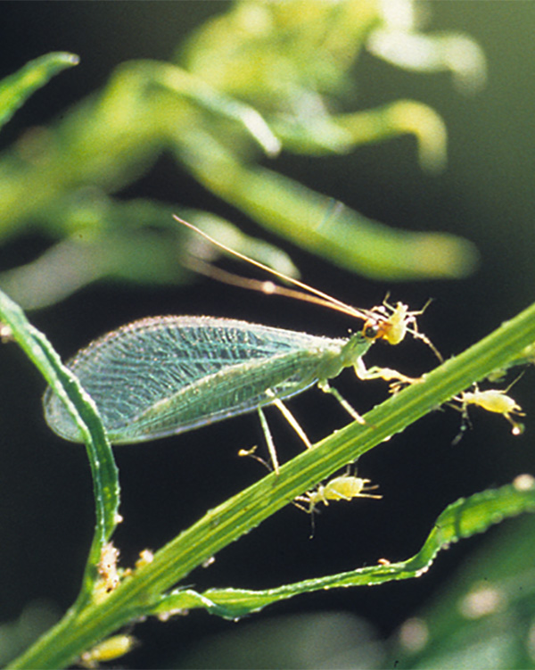 Lacy-winged green insect eating small tan bugs.