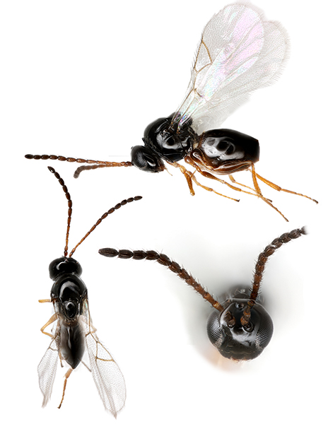 Three views of a black wasp.