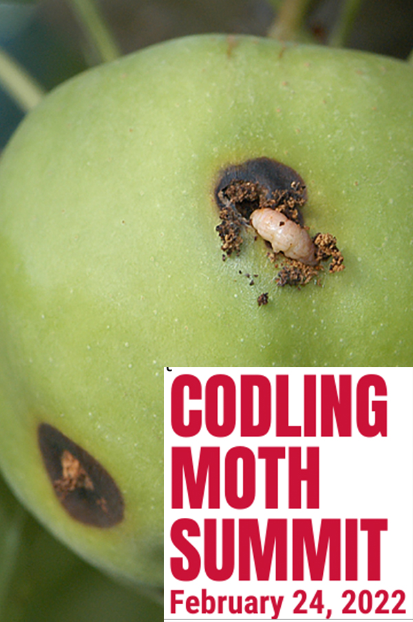 Green apple with emerging larva and words “Codling Moth Summit.”