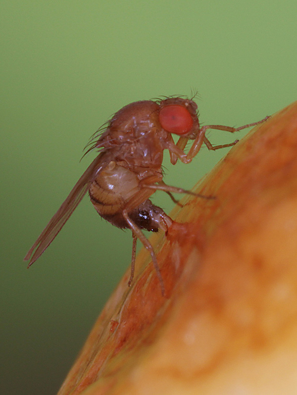 Fly with large red eyes dropping eggs on the skin of a fruit