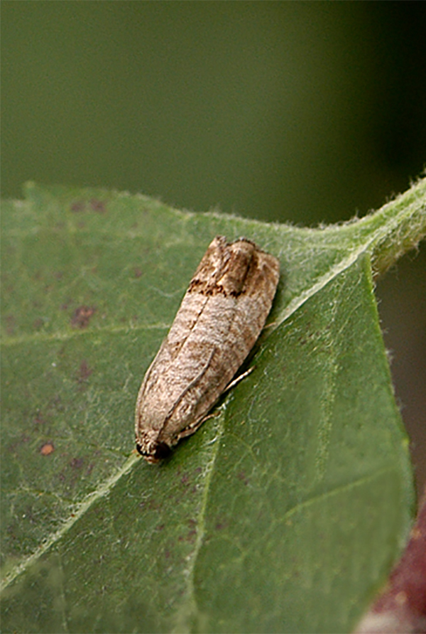 Tan, winged insect on a green leaf.