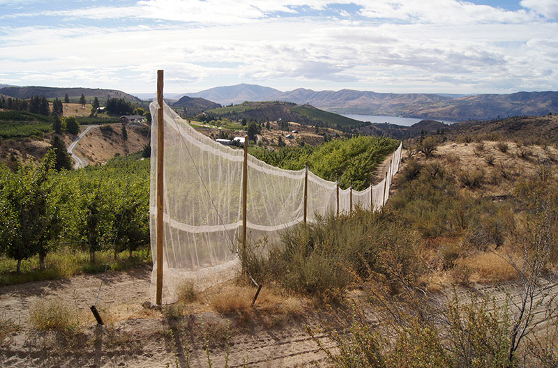 Net barriers in the field between crops.