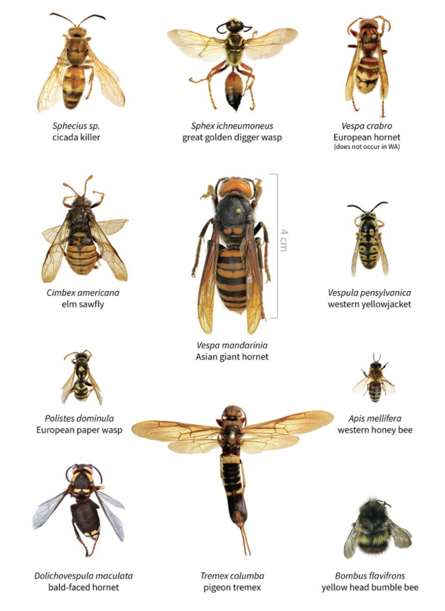 11 winged insects with largest, Asian giant hornet, in the middle
