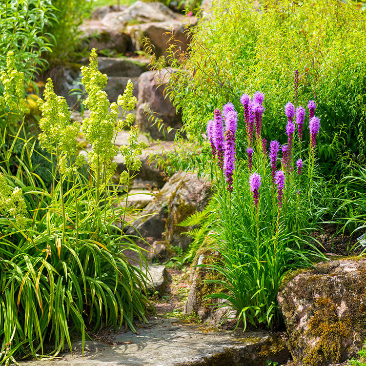 Sustainably landscaped rock garden with cone flowers.