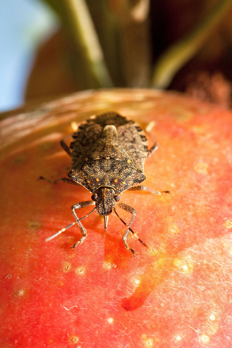A brown marmorated stink bug feeding on an apple.