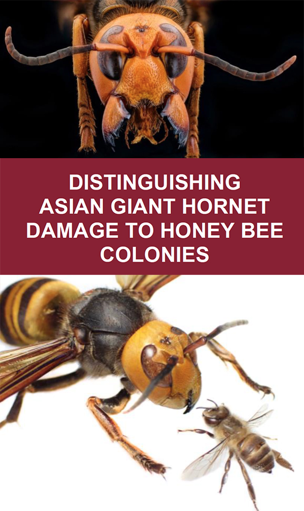 hornet’s face, title of new publication, and photo of a hornet and a honey bee facing one another