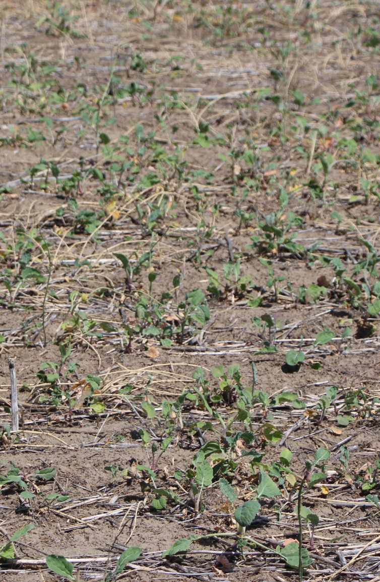A dirt field with small green plants.