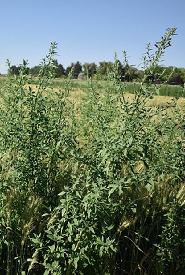 Tall green weeds in the foreground, yellow grains in the background.