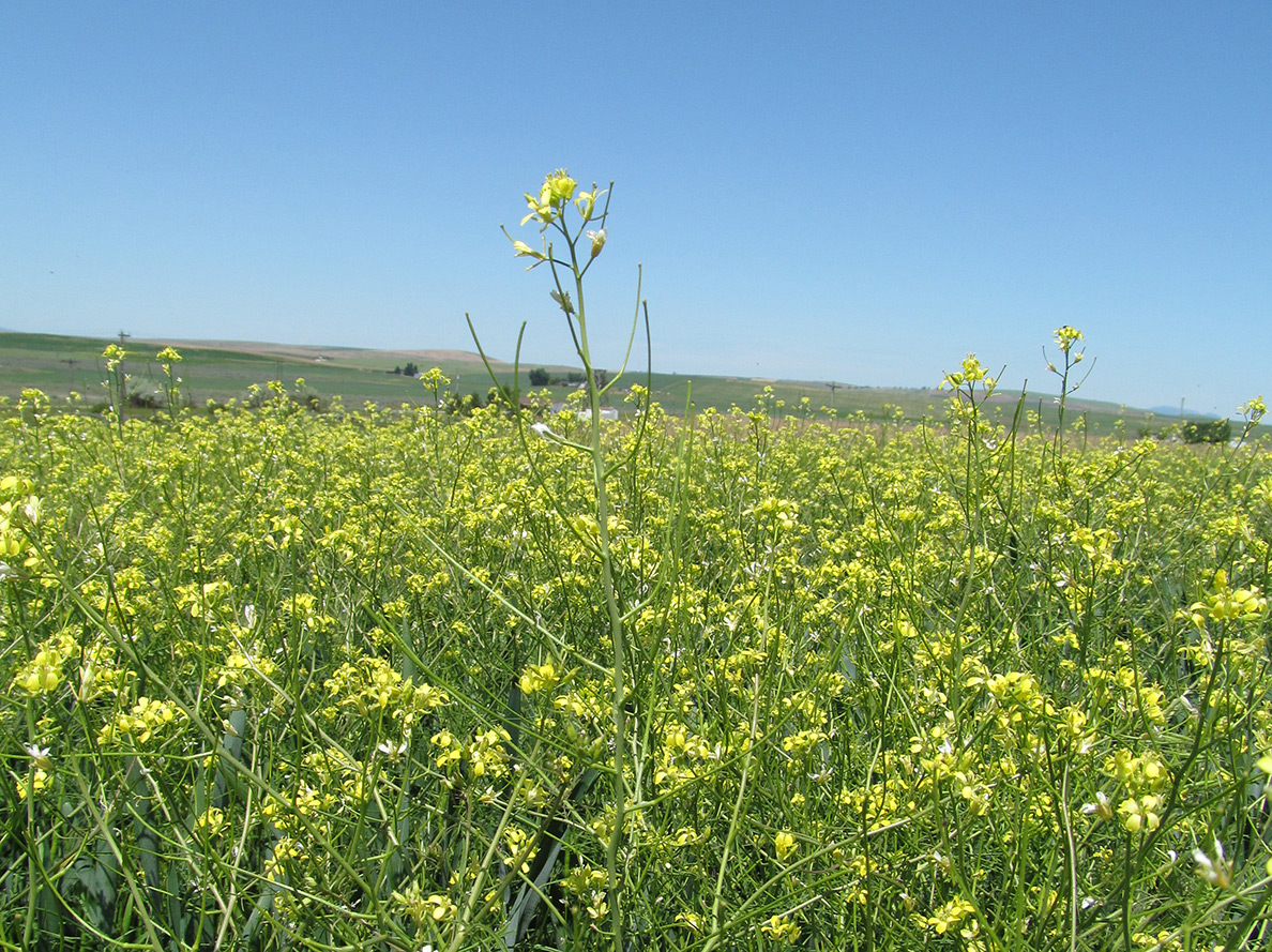 A field of mustard.