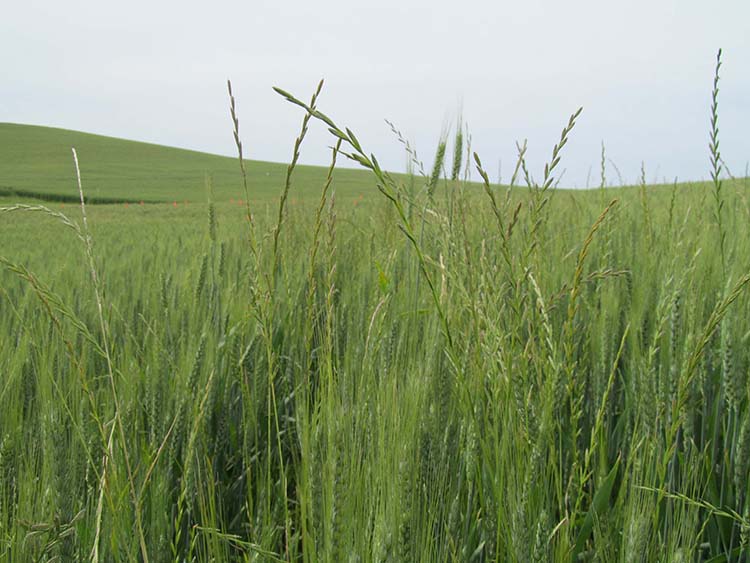 Italian ryegrass growing in a wheat field.