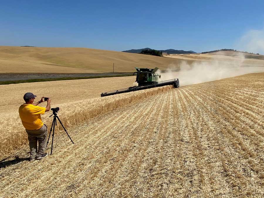 Person with a camera filming a harvesting machine in a wheat field.
