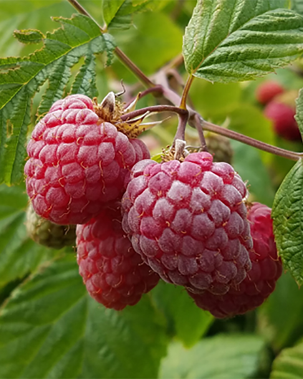 Close-up of a healthy cluster of red raspberries.