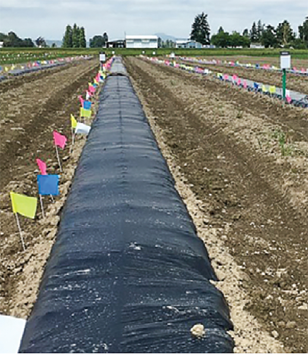 A field with rows covered with black plastic with small colored flags alongside.