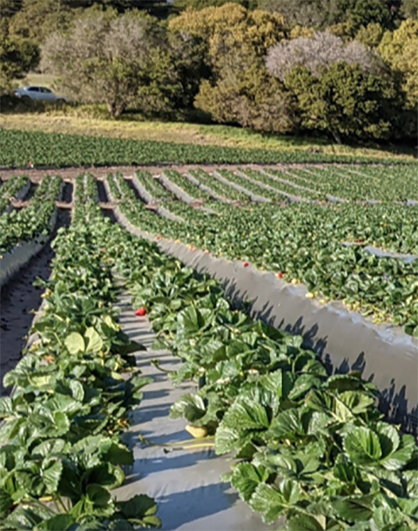 Crop rows with plastic in between.