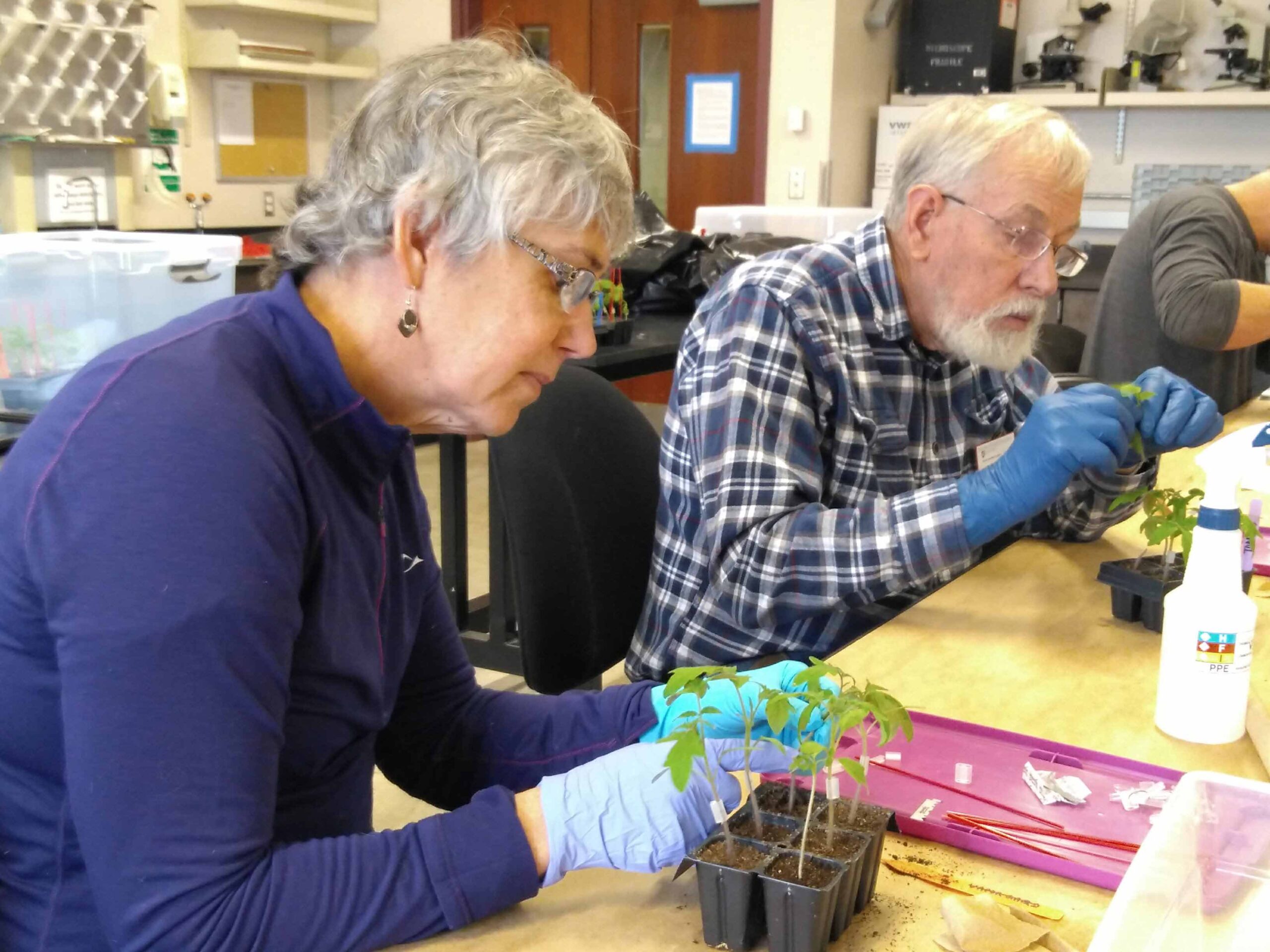 Students working with plants in a vegetable grafting workshop.